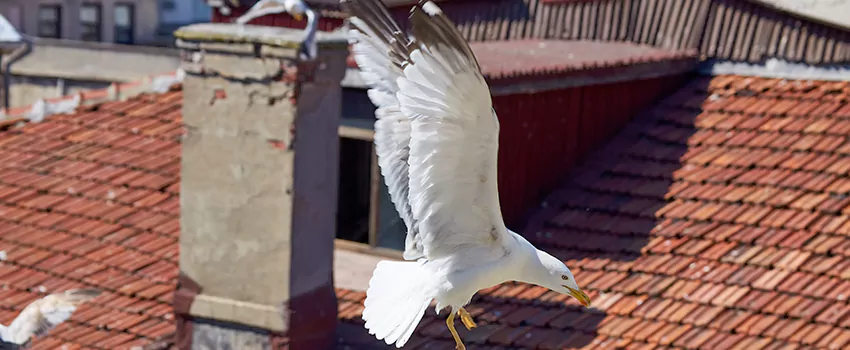 Residential Chimney Animal Removal Solution in Azusa, CA